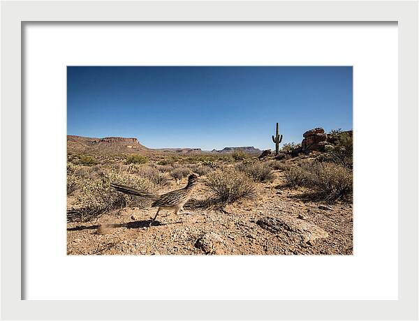 Dashing Roadrunner Across Desert Landscape