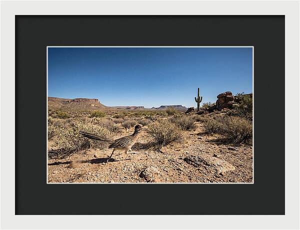 Dashing Roadrunner Across Desert Landscape