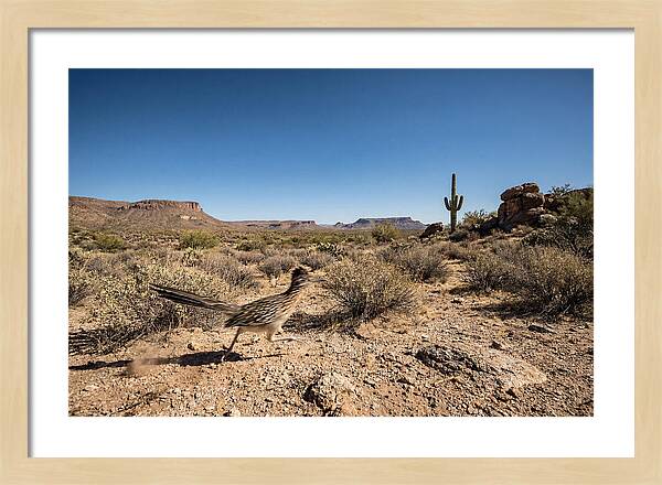 Dashing Roadrunner Across Desert Landscape