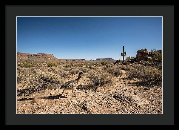 Dashing Roadrunner Across Desert Landscape
