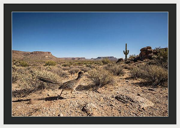 Dashing Roadrunner Across Desert Landscape
