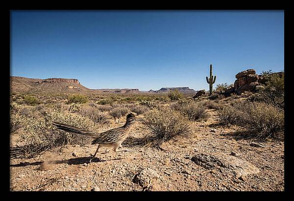 Dashing Roadrunner Across Desert Landscape