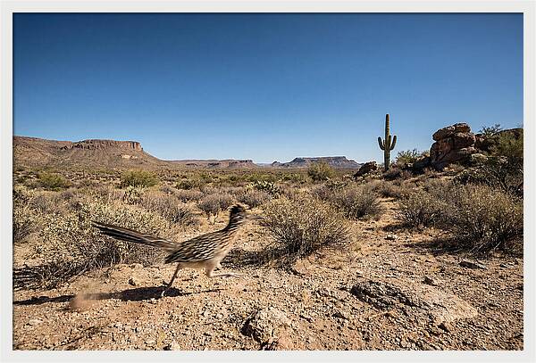 Dashing Roadrunner Across Desert Landscape