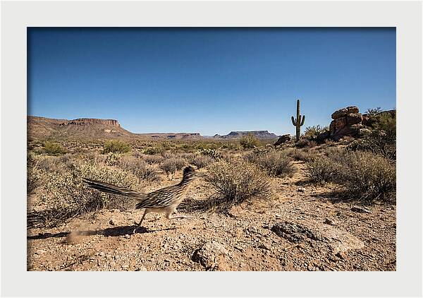 Dashing Roadrunner Across Desert Landscape