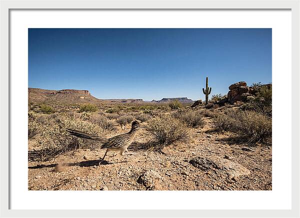 Dashing Roadrunner Across Desert Landscape