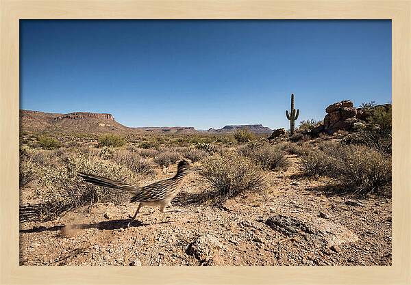 Dashing Roadrunner Across Desert Landscape