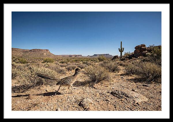 Dashing Roadrunner Across Desert Landscape