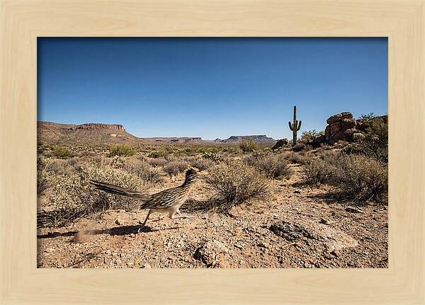Dashing Roadrunner Across Desert Landscape