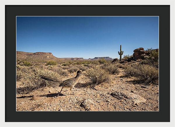 Dashing Roadrunner Across Desert Landscape