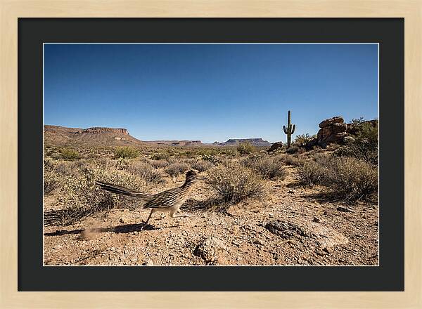 Dashing Roadrunner Across Desert Landscape