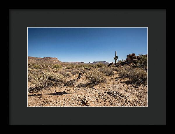 Dashing Roadrunner Across Desert Landscape