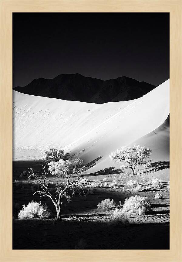 Dawns Embrace In Sossusvlei
