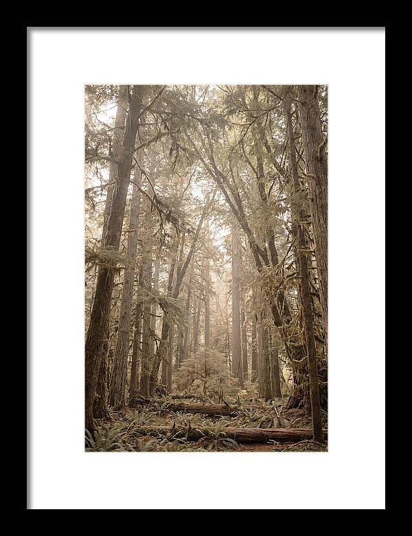 Deep Old Growth Forest