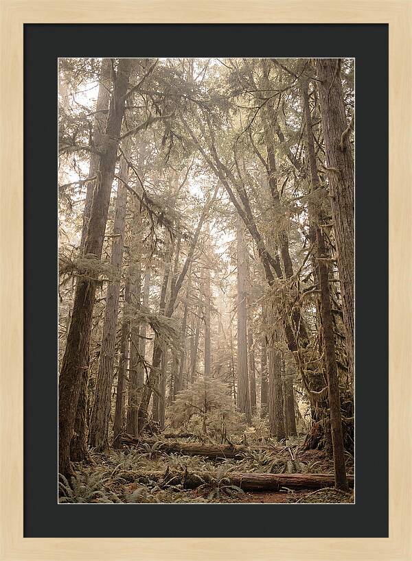 Deep Old Growth Forest