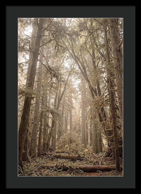 Deep Old Growth Forest
