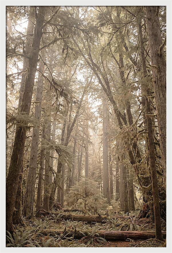 Deep Old Growth Forest