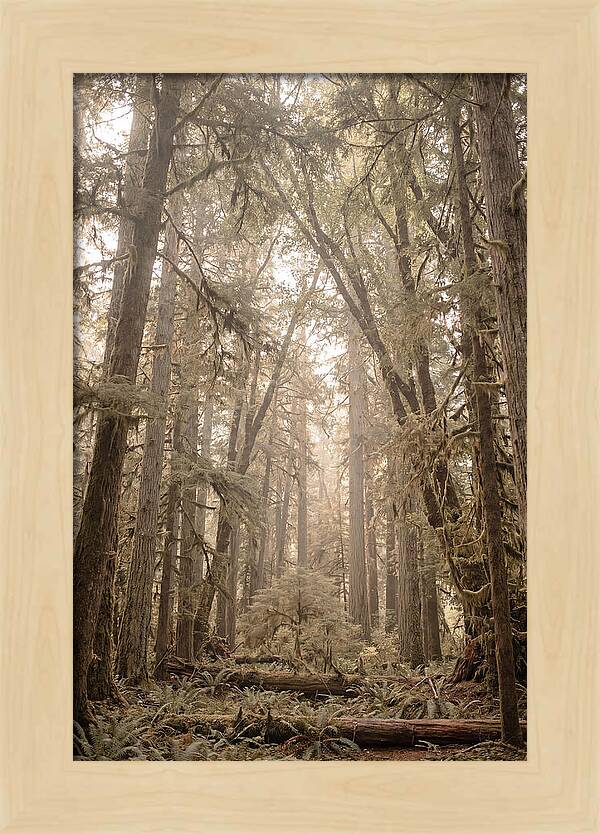 Deep Old Growth Forest