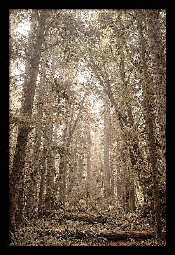 Deep Old Growth Forest