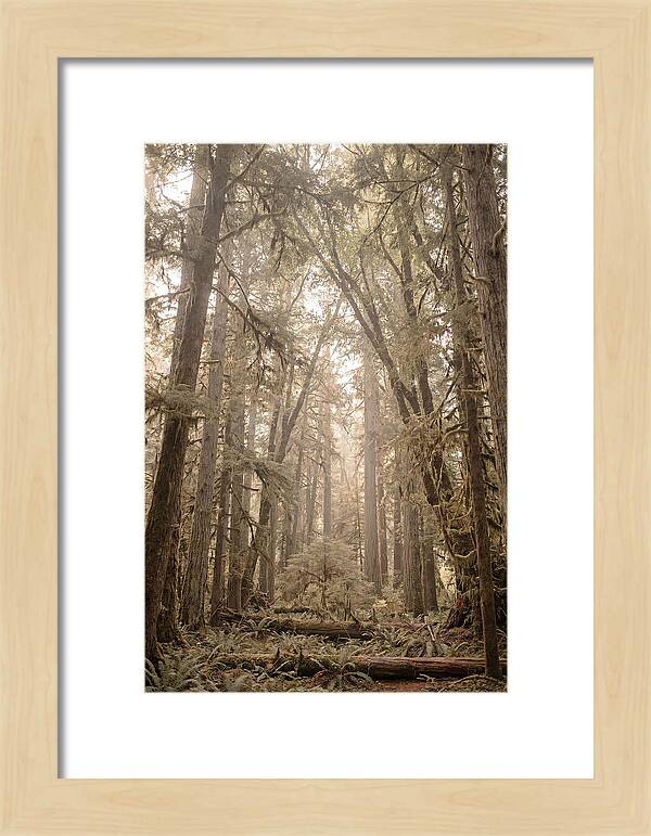 Deep Old Growth Forest