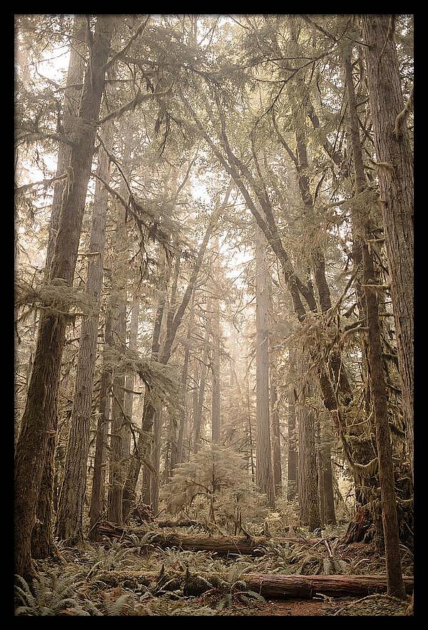 Deep Old Growth Forest