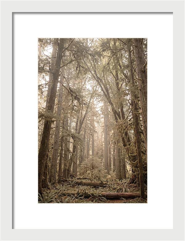 Deep Old Growth Forest