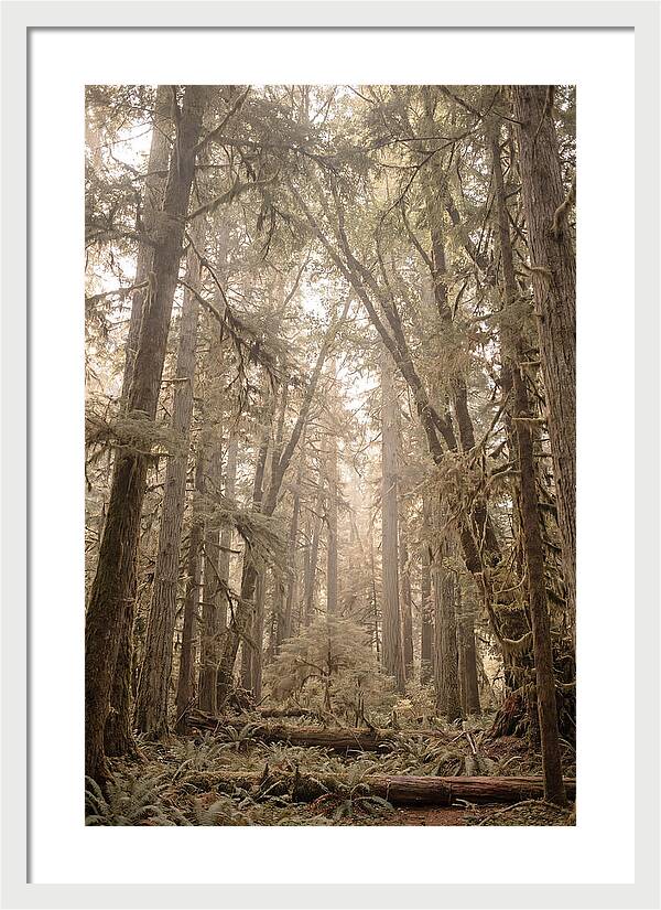 Deep Old Growth Forest