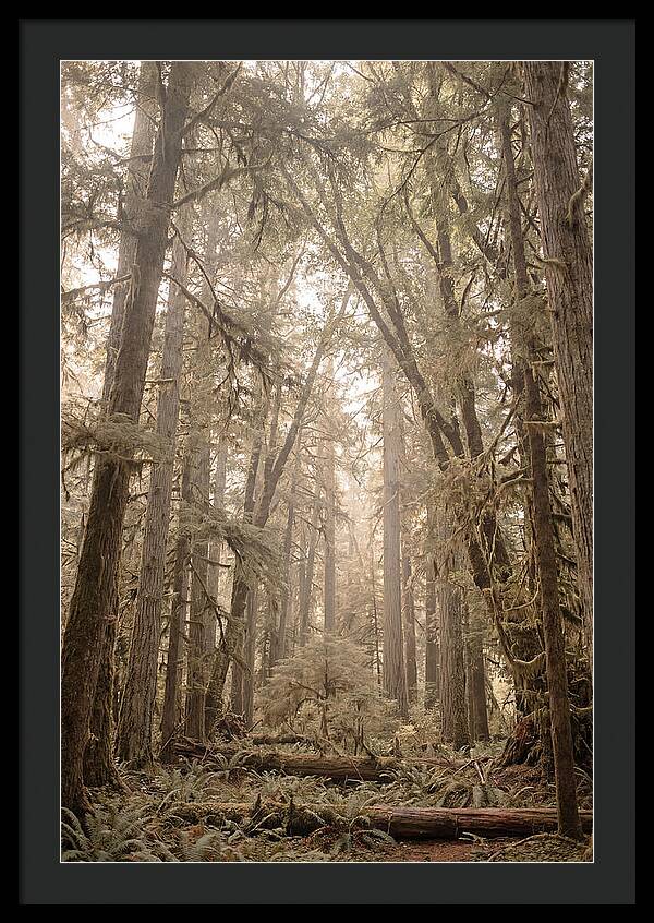 Deep Old Growth Forest