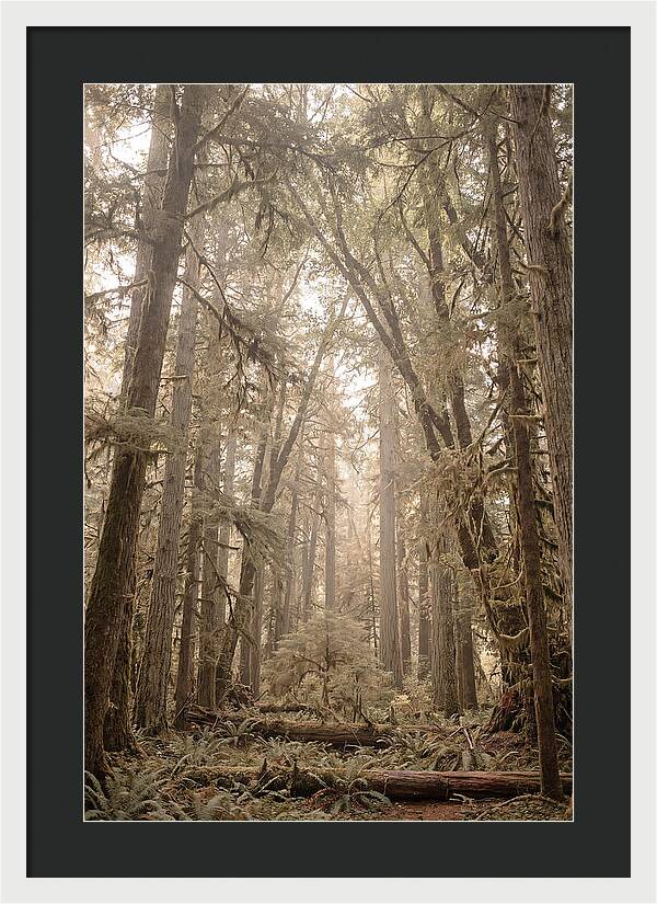 Deep Old Growth Forest