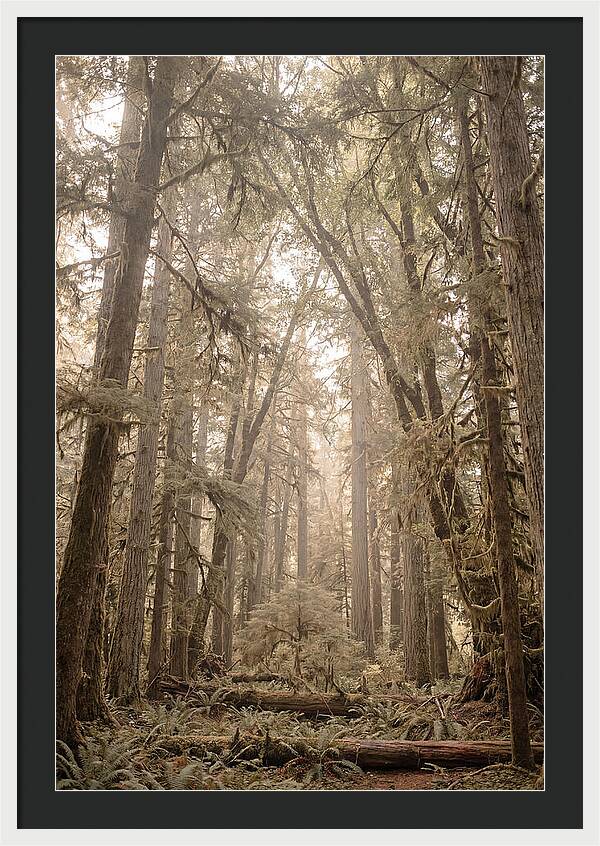 Deep Old Growth Forest