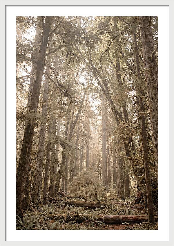 Deep Old Growth Forest
