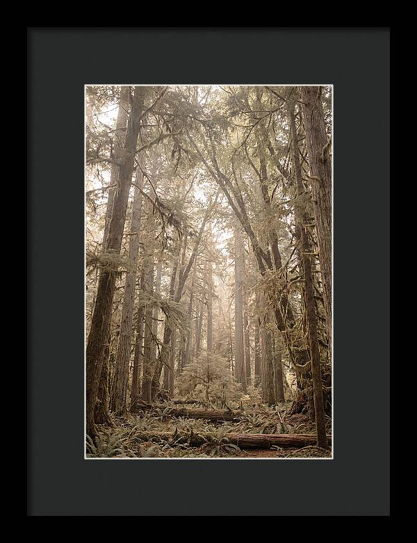 Deep Old Growth Forest
