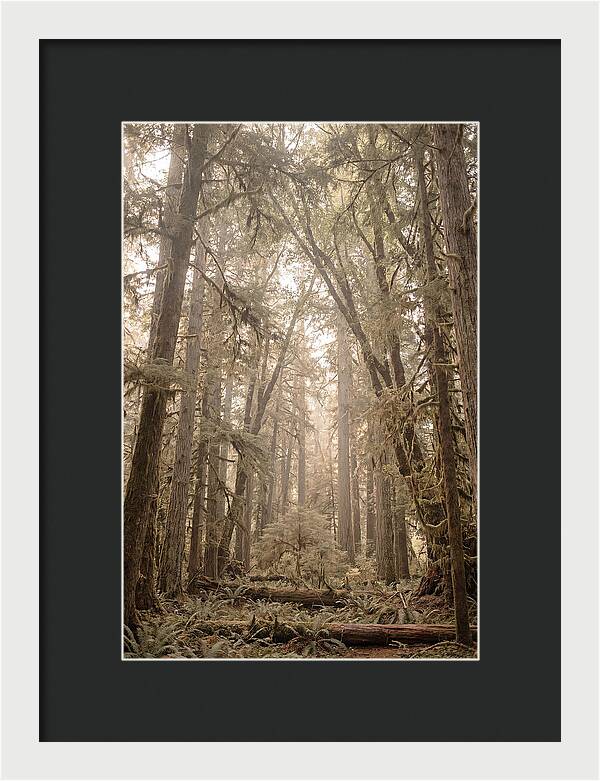 Deep Old Growth Forest