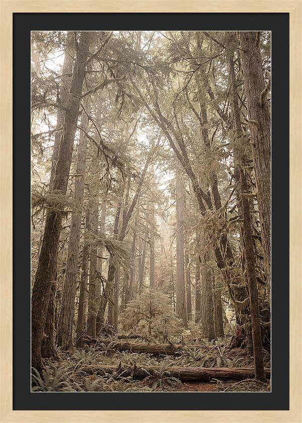Deep Old Growth Forest
