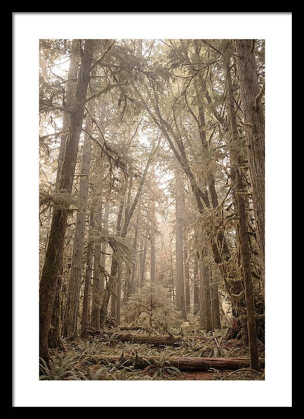 Deep Old Growth Forest
