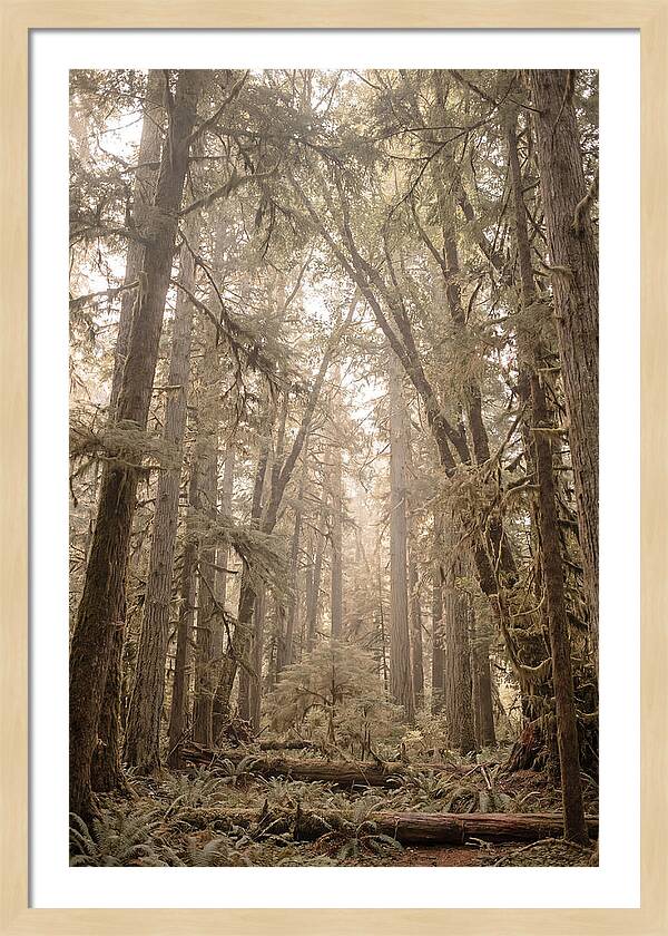 Deep Old Growth Forest