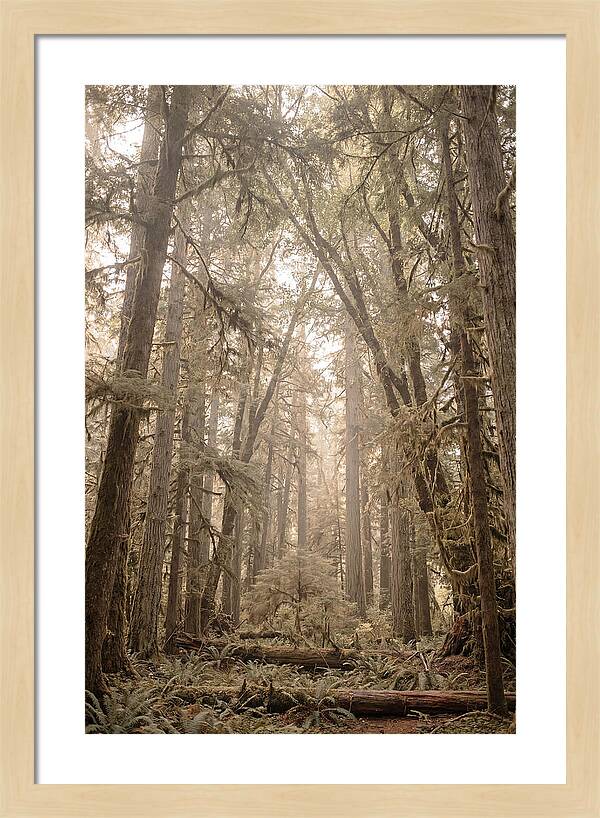 Deep Old Growth Forest