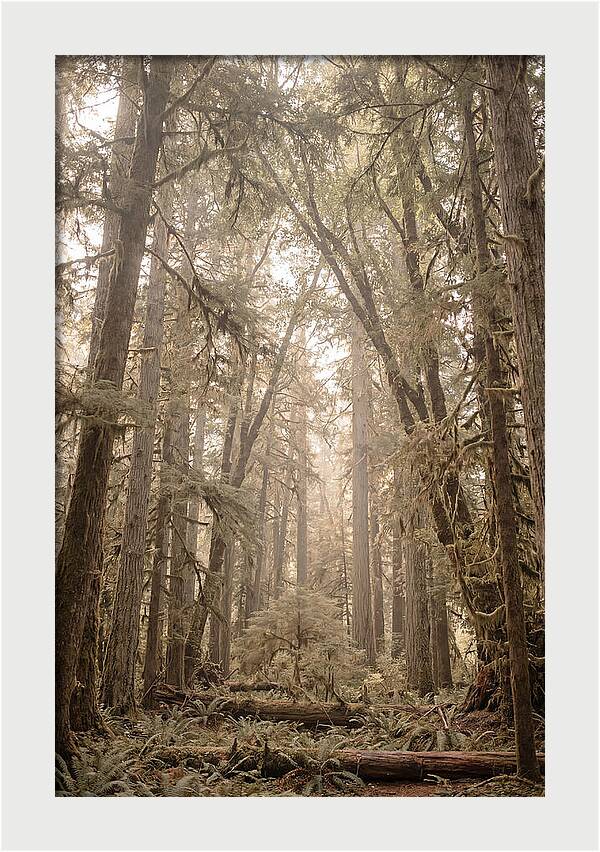 Deep Old Growth Forest