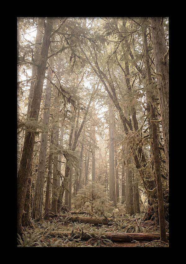 Deep Old Growth Forest