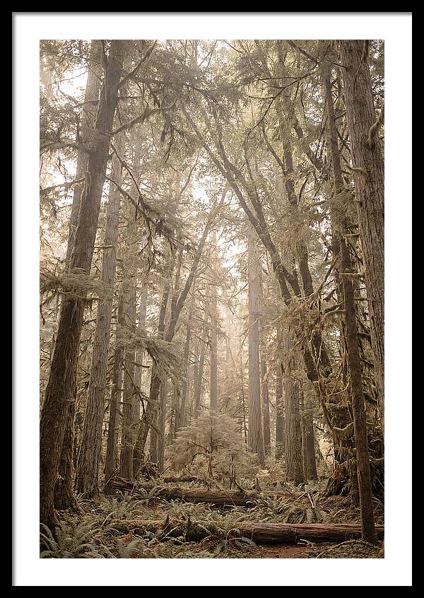 Deep Old Growth Forest