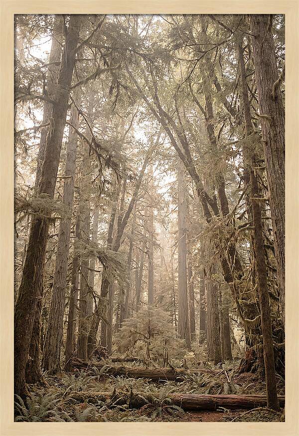 Deep Old Growth Forest