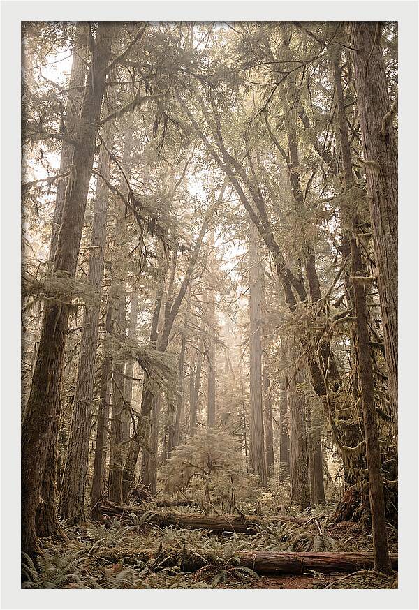 Deep Old Growth Forest