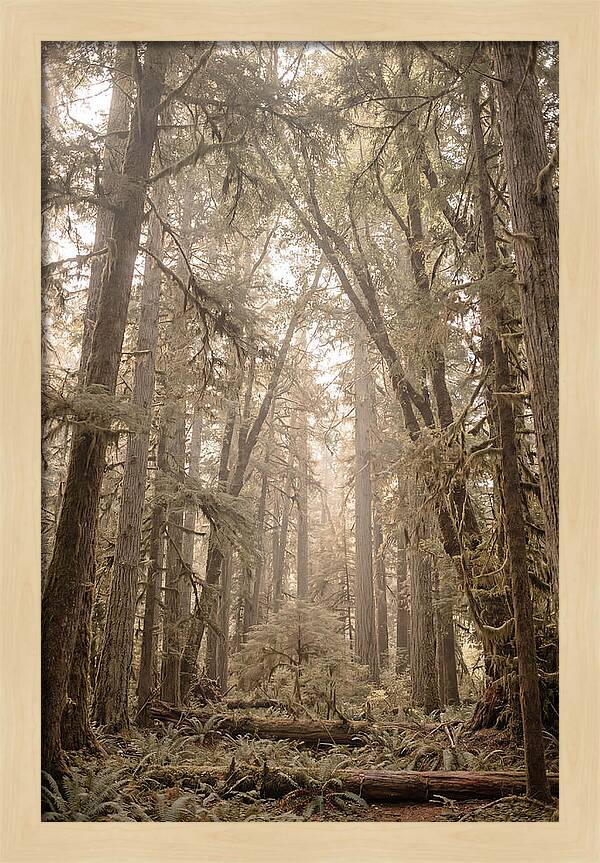 Deep Old Growth Forest