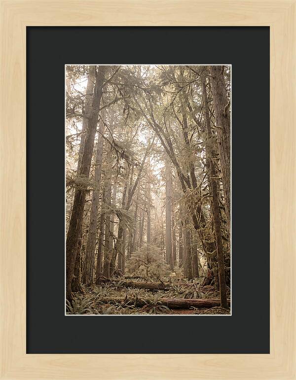 Deep Old Growth Forest