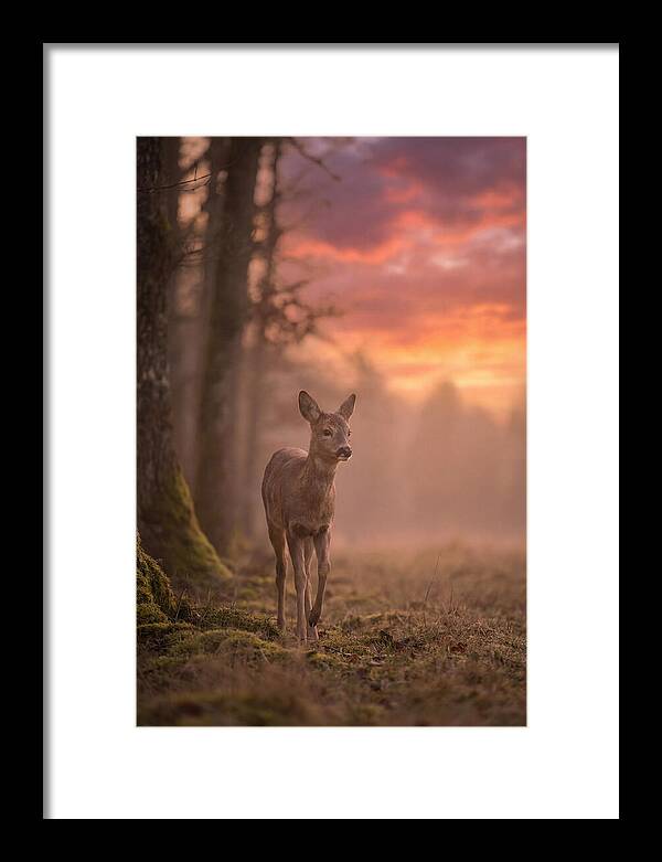 Deer Emerging From Misty Forest