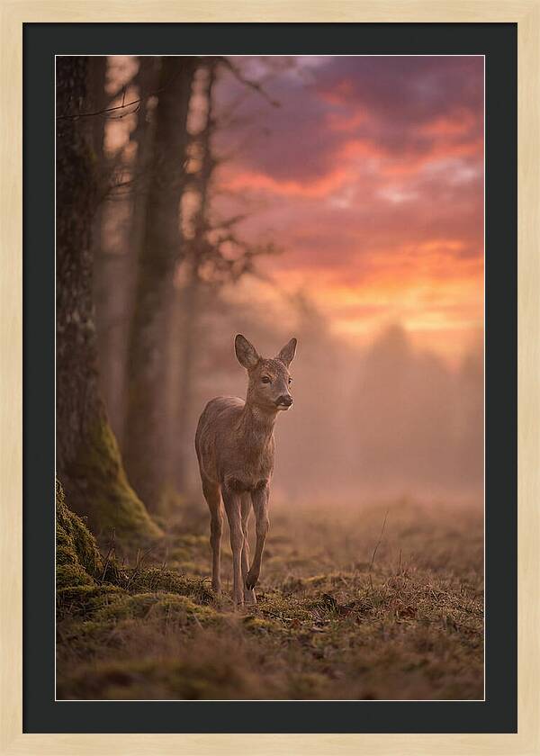 Deer Emerging From Misty Forest