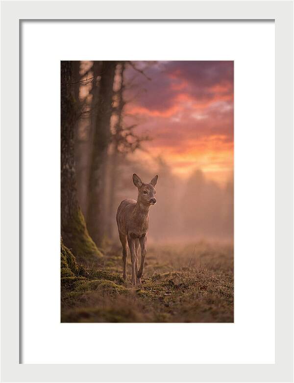 Deer Emerging From Misty Forest