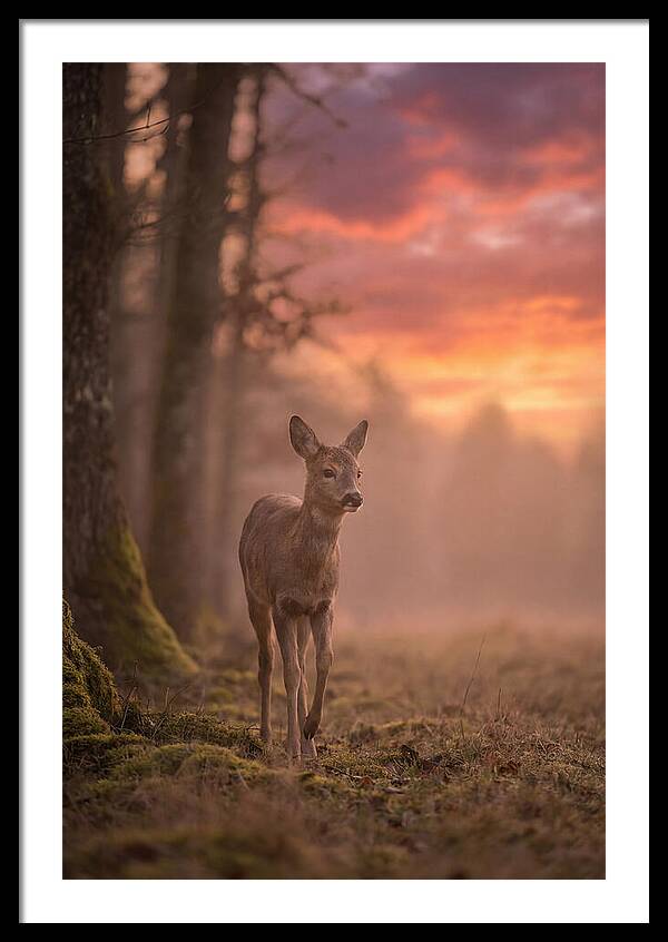 Deer Emerging From Misty Forest
