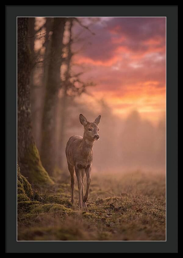 Deer Emerging From Misty Forest