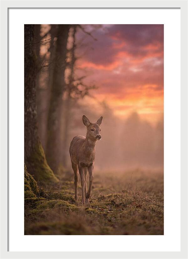 Deer Emerging From Misty Forest