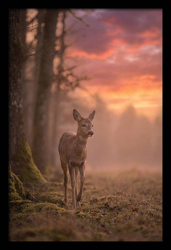 Deer Emerging From Misty Forest